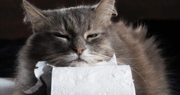 Durchfall bei Katzen – Das ist zu tun – Schritt für Schritt Durchfall bei Katzen