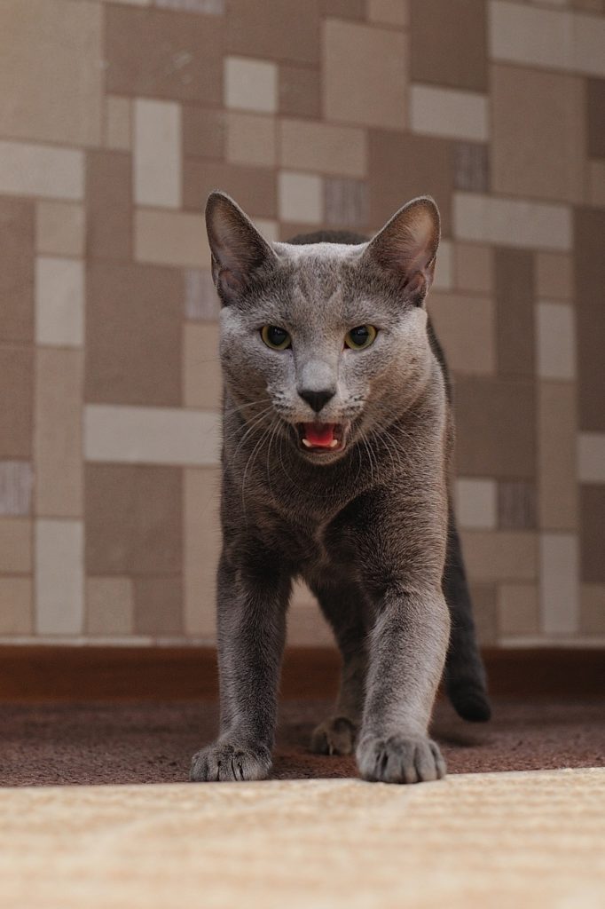 Katze Stress Bachblüten