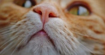 Wie du mit Bachblüten bei deiner Katze Aggressionen, Angst, Unsauberkeit und andere Probleme behandeln kannst Katzen Bachblüten