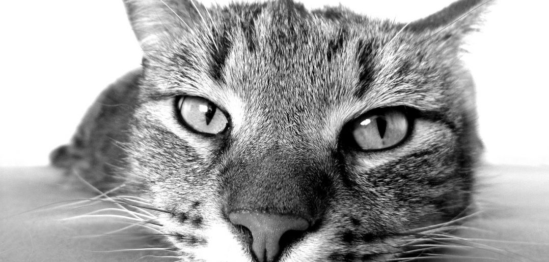 Unsauberkeit bei Katzen mit Bachblüten behandeln