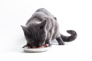 Katze und Barfen - Alle Infos