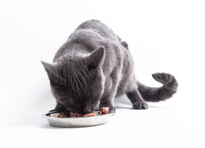 Katze und Barfen - Alle Infos