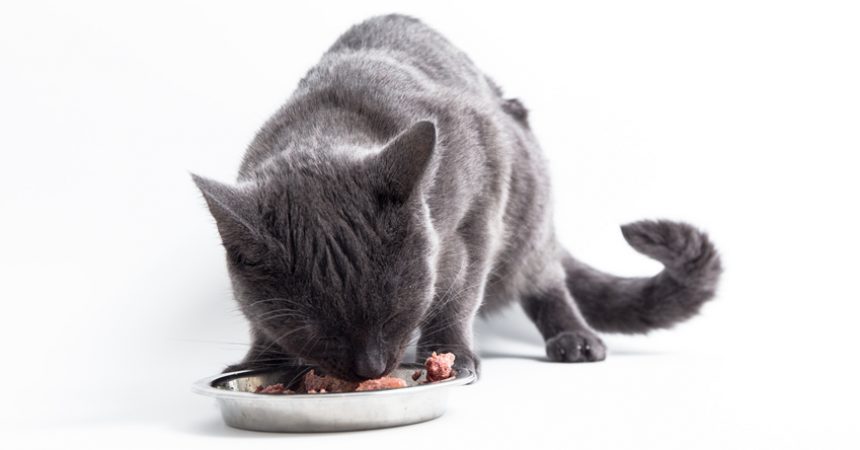 Katze und Barfen - Alle Infos