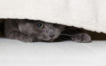 Katze Hat Schuppen Das Kannst Du Dagegen Machen