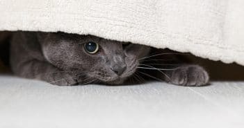 Ängstliche Katze? – 8 Tipps wie du einer scheuen Katze die Angst nehmen kannst Katze ängstlich