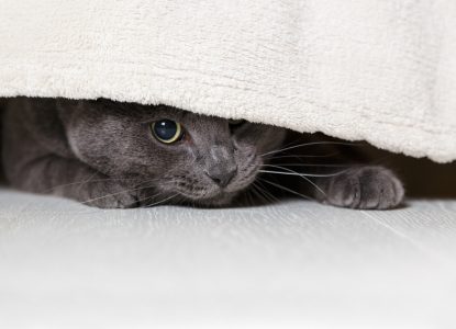 Katze ängstlich