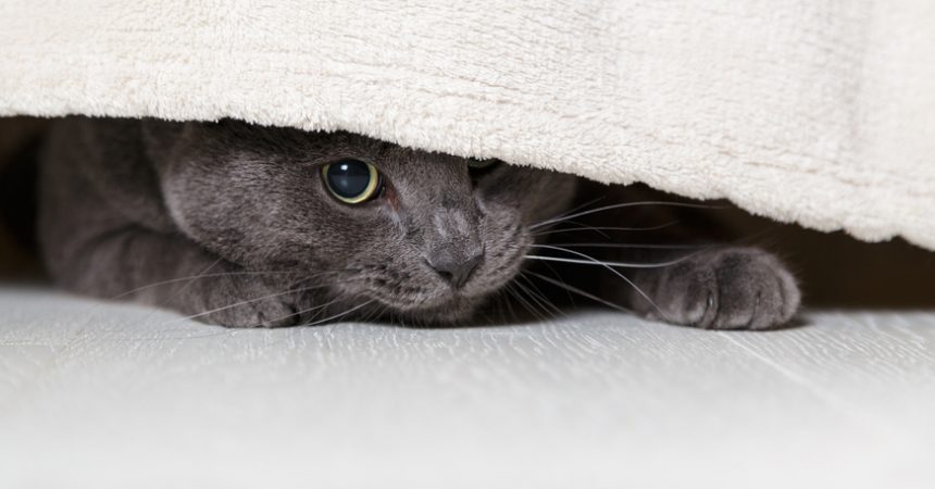 Katze ängstlich