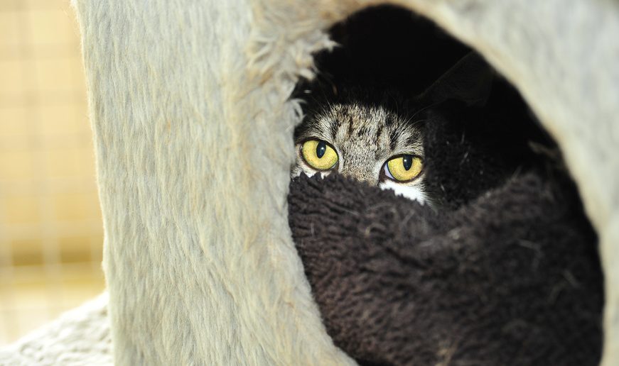 Katze scheu Versteck