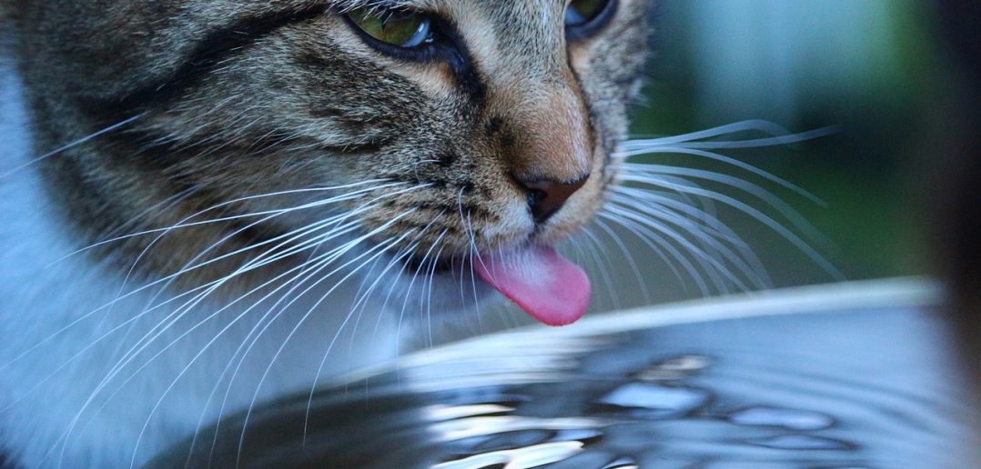 Die 10 häufigsten Katzenkrankheiten und ihre Symptome