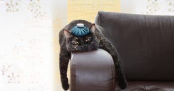 Die 10 häufigsten Katzenkrankheiten und wie du sie erkennen kannst Katzenkrankheiten