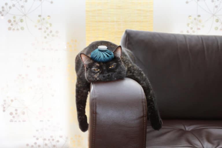 Katzenkrankheiten