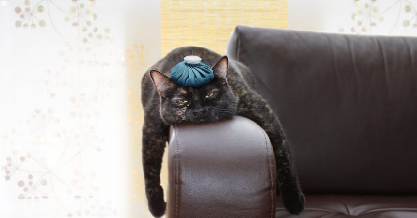 Katzenkrankheiten