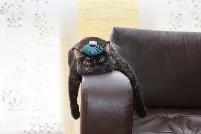 Katzenkrankheiten