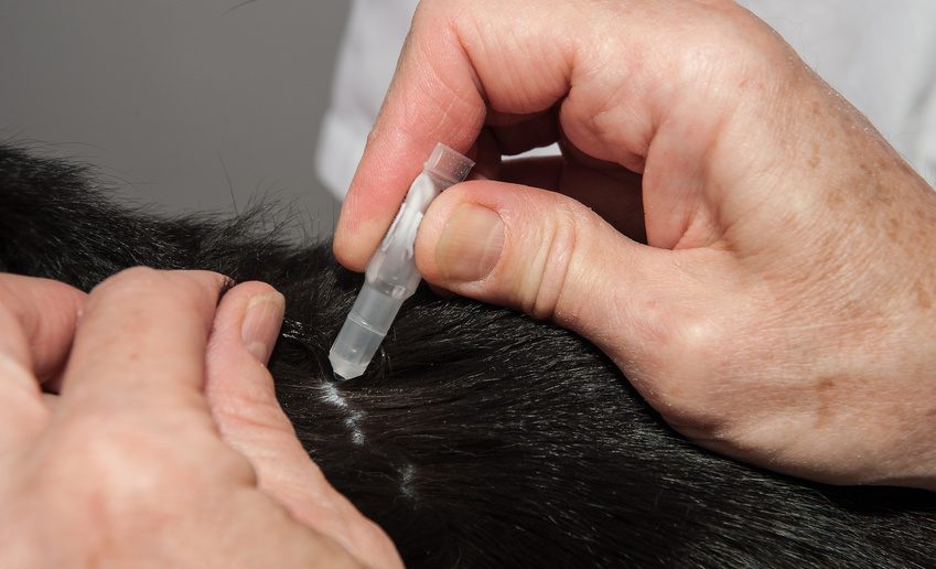 Die 10 Häufigsten Katzenkrankheiten Und Ihre Symptome