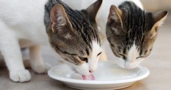 Sollten Katzen Milch trinken? Und wie ist es mit spezieller Katzenmilch oder laktosefreier Milch? Sollten Katzen Milch trinken? Und wie ist es mit spezieller Katzenmilch oder laktosefreier Milch?