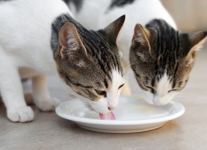 Sollten Katzen Milch trinken? Und wie ist es mit spezieller Katzenmilch oder laktosefreier Milch?