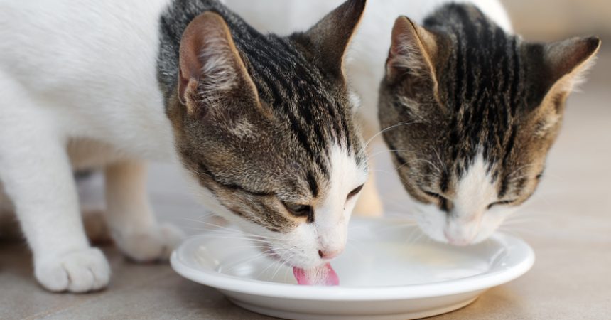 Sollten Katzen Milch trinken? Und wie ist es mit spezieller Katzenmilch oder laktosefreier Milch?