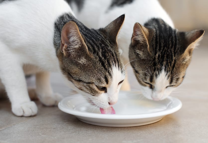 Sollten Katzen Milch Trinken Und Wie Ist Es Mit Spezieller