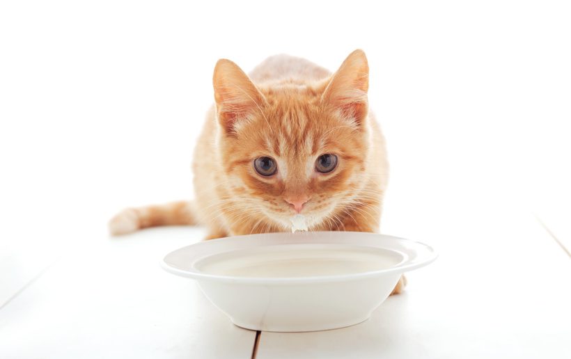 Sollten Katzen Milch Trinken Und Wie Ist Es Mit Spezieller