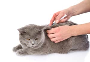 Diabetes bei Katzen
