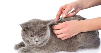 Diabetes bei Katzen – Symptome und Behandlung von Katzendiabetes Diabetes bei Katzen