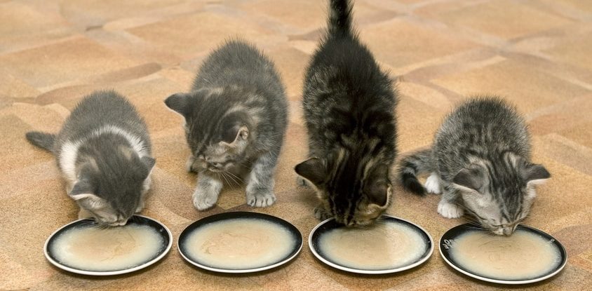 Futterumstellung Kitten Breinahrung