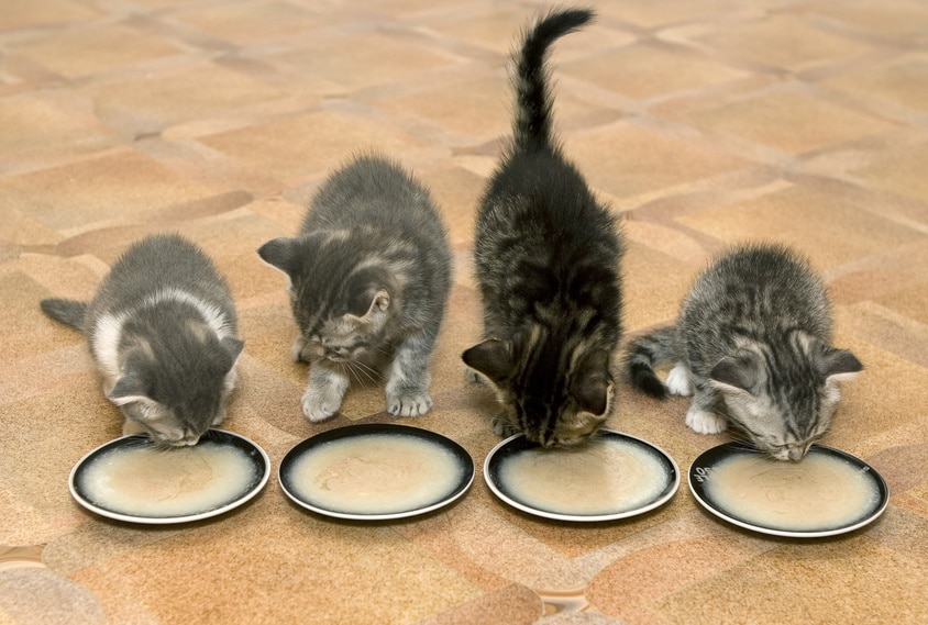 Futterumstellung Kitten Breinahrung