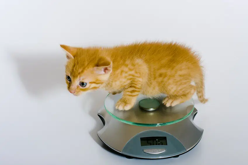 Die Ernährung Von Babykatzen Kitten Auf Feste Nahrung