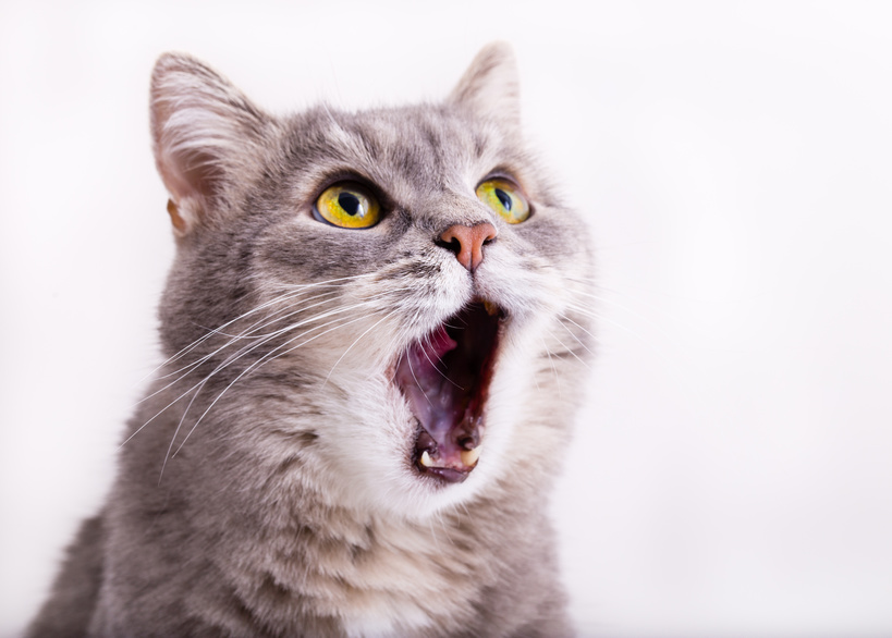 Katze nachts Miauen