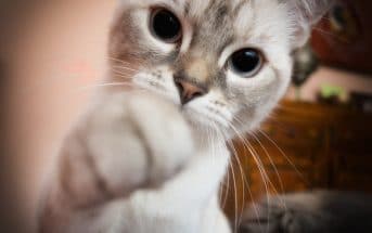 Katzen Chippen Lassen Sinn Kosten Infos