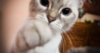 Deine Katze raubt dir den Schlaf? 7 Tipps gegen Katzenterror in der Nacht Katze raubt Schlaf