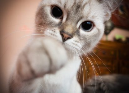 Katze raubt Schlaf