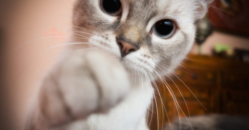 Katze raubt Schlaf
