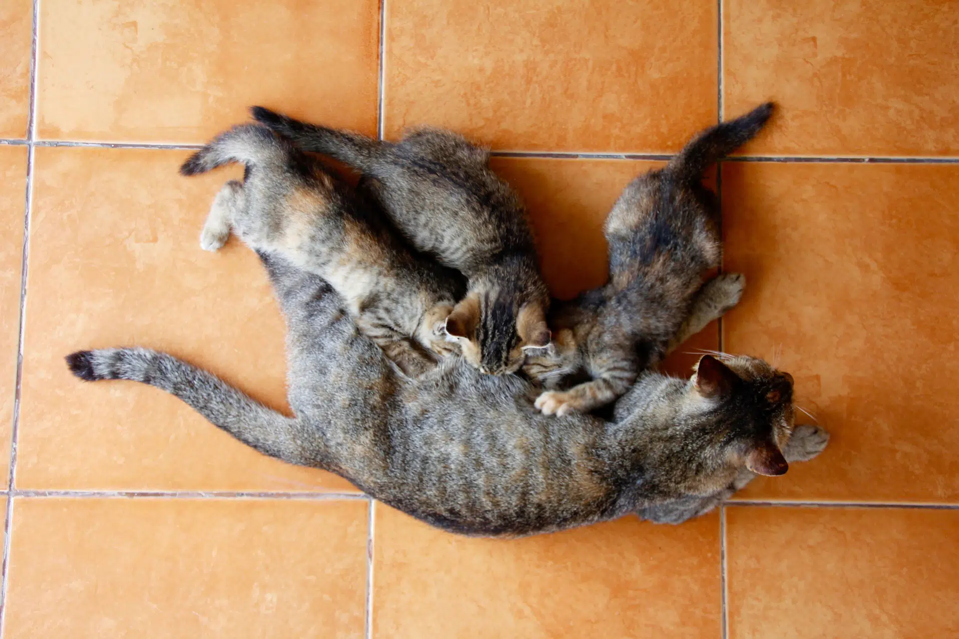 Die Ernährung Von Babykatzen Kitten Auf Feste Nahrung