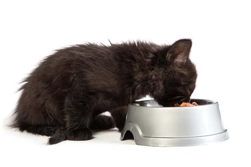 Die Ernährung Von Babykatzen Kitten Auf Feste Nahrung
