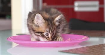 Die Ernährung von Babykatzen – Kitten auf feste Nahrung umstellen Kitten auf feste Nahrung umstellen