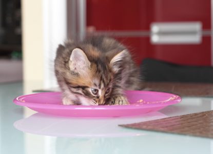 Kitten auf feste Nahrung umstellen