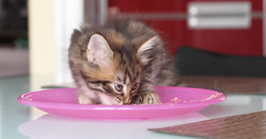 Kitten auf feste Nahrung umstellen