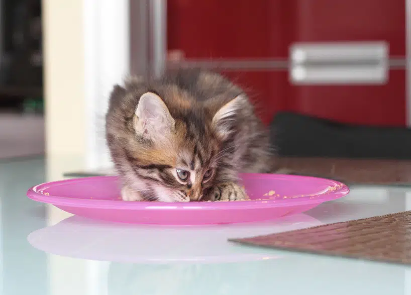 Die Ernährung Von Babykatzen Kitten Auf Feste Nahrung