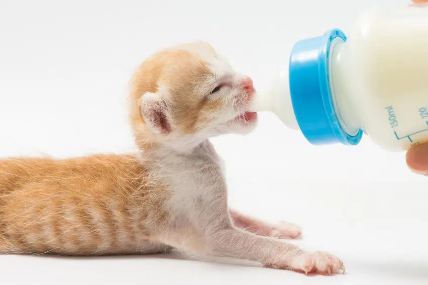 Katzenbaby bekommt Aufzuchtmilch