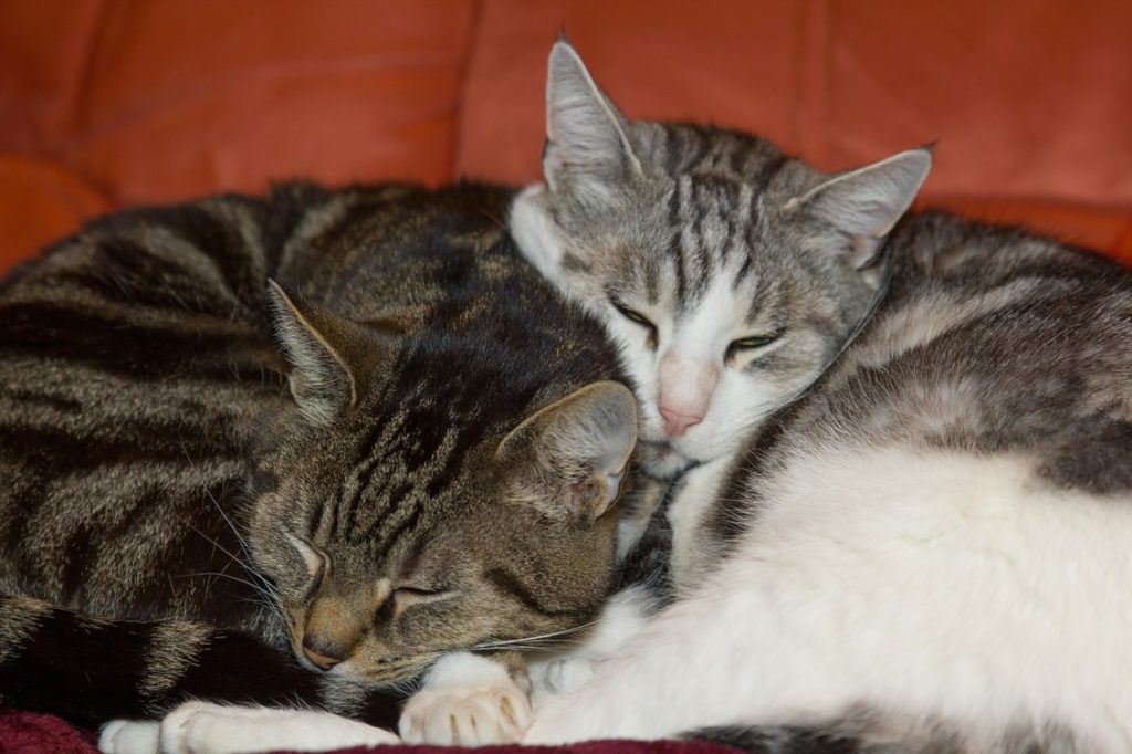 Zweite Katze Ruhe in der Nacht