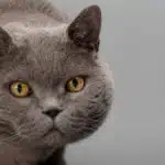 Rassebeschreibung Britisch Kurzhaar-Katze