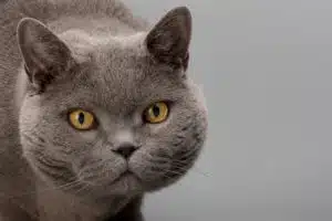 Rassebeschreibung Britisch Kurzhaar-Katze