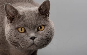 Mundgeruch Bei Katzen Das Müssen Sie Wissen Focusde