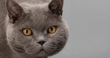 Britisch Kurzhaar (BKH) – Rassebeschreibung Rassebeschreibung Britisch Kurzhaar-Katze