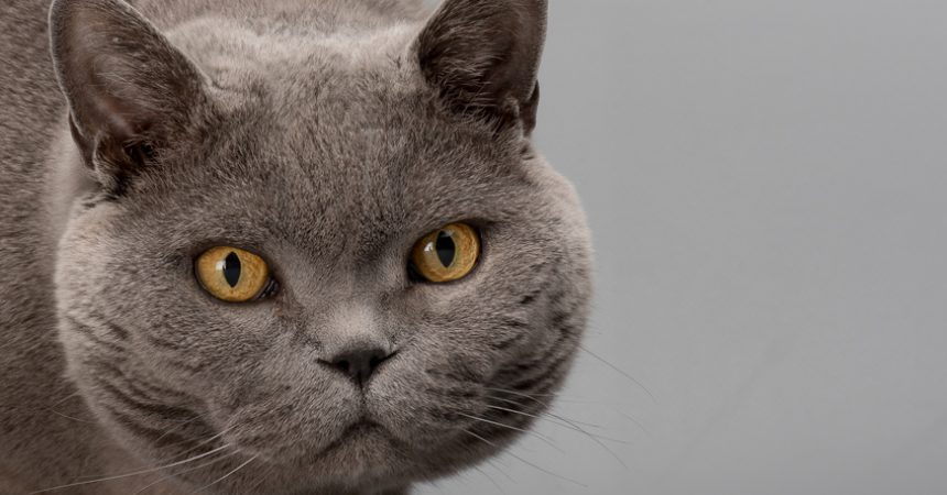 Rassebeschreibung Britisch Kurzhaar-Katze
