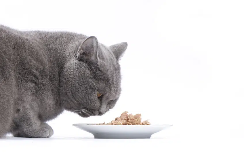 Wenn es ums Futter geht sind Katzen oft wählerisch