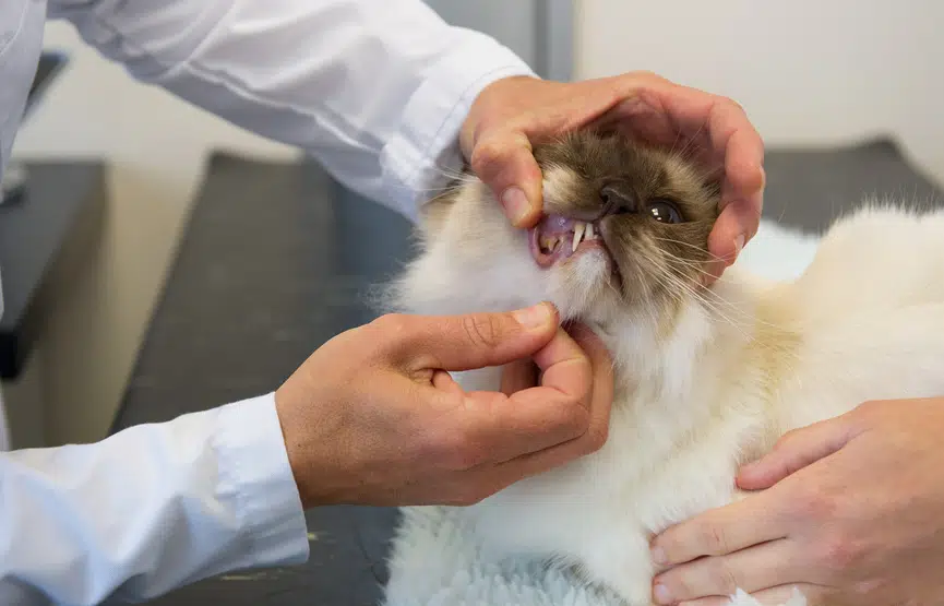 Katze will nicht fressen - Zähne als Grund