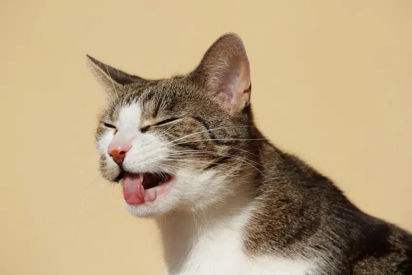 Magenprobleme Katze keinen Hunger
