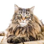 Katzenrassen Von A Bis Z Katzenkram